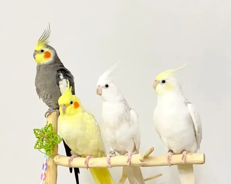 Cockatiel: First Impressions, Habits, and Comprehensive Care Guide