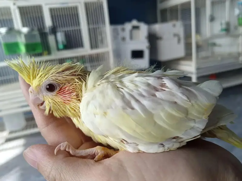 Cockatiel: First Impressions, Habits, and Comprehensive Care Guide