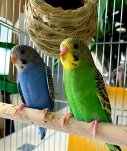 Budgerigars