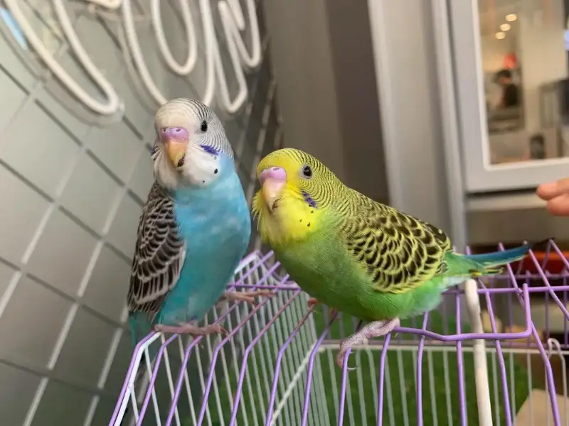 The Ultimate Beginner’s Guide to Budgie Care: From Housing to Breeding