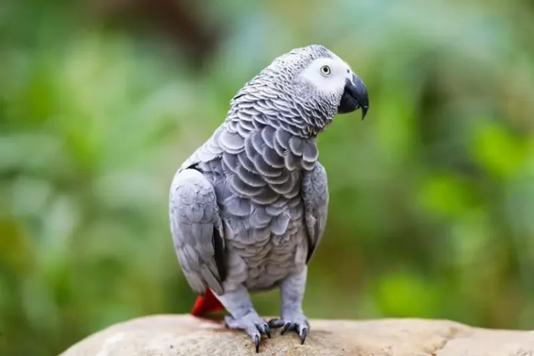 African Grey Parrot Diet Guide