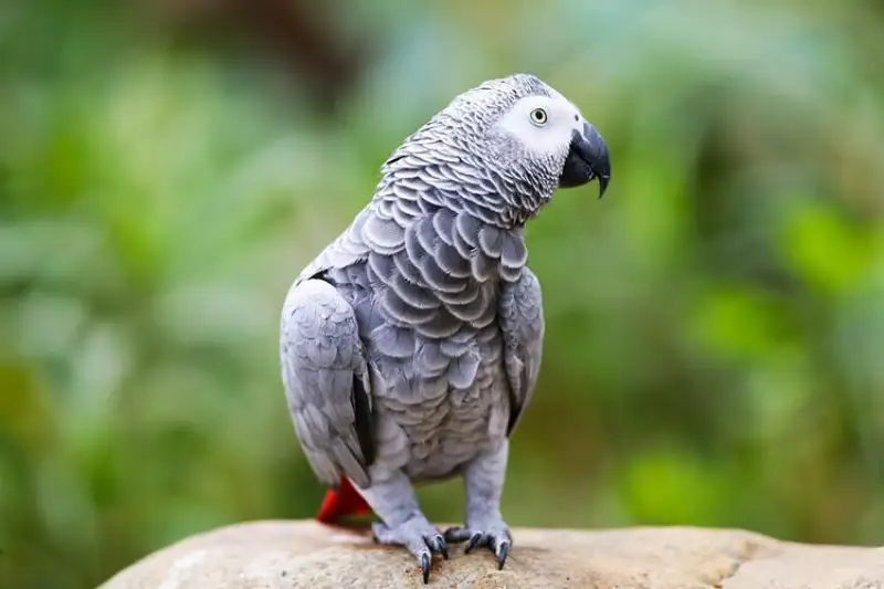 African Grey Parrot Diet Guide