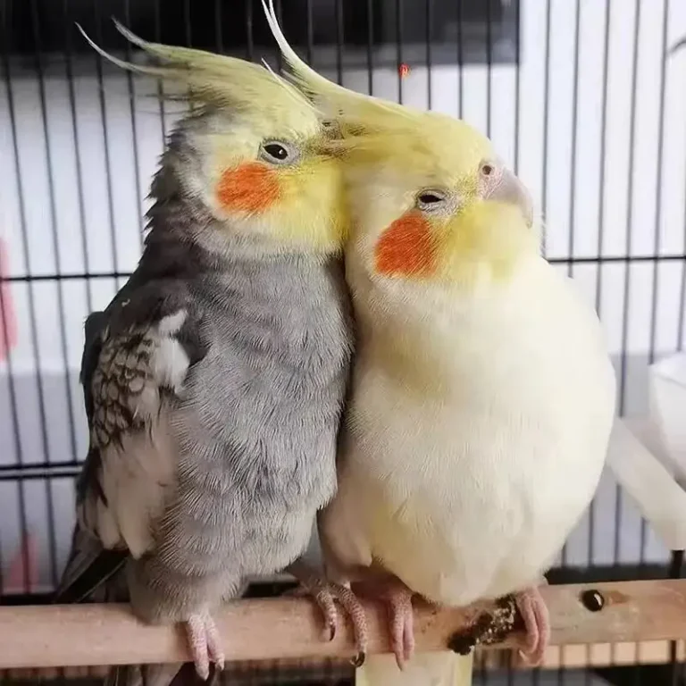 Cockatiel 101: Everything You Need to Know About the “Dutch Little Elf”