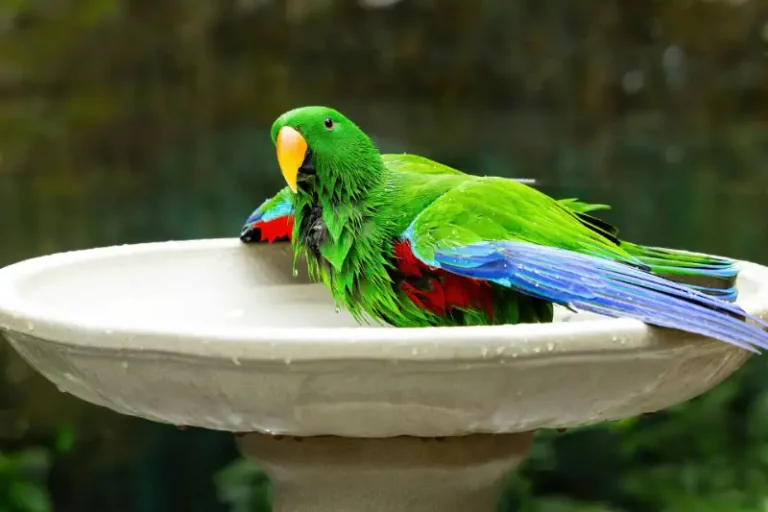 How to Bathe Your Parrot: Methods, Benefits & Seasonal Considerations
