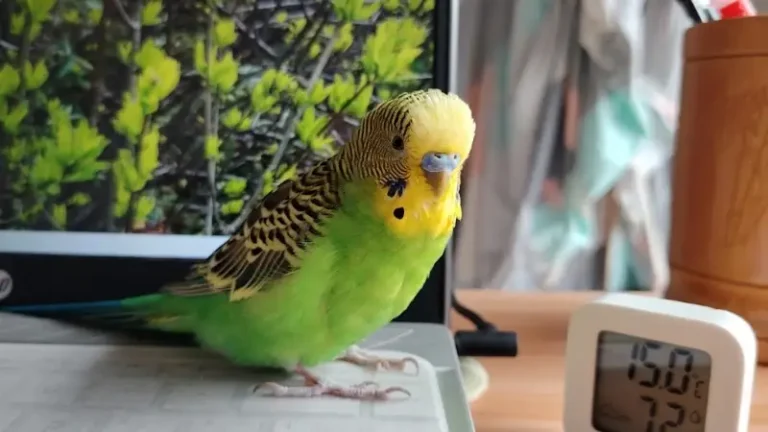 Why Budgerigars are Recommended for First-Time Parrot Owners