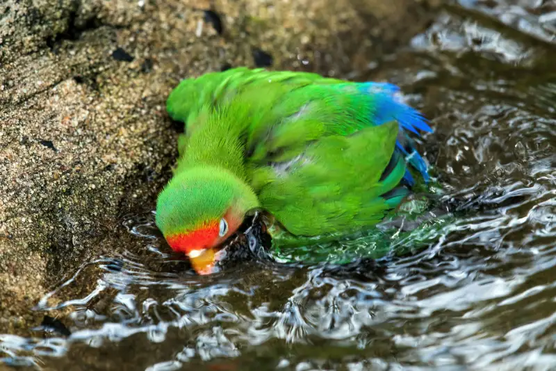 How to Bathe Your Parrot: Methods, Benefits & Seasonal Considerations
