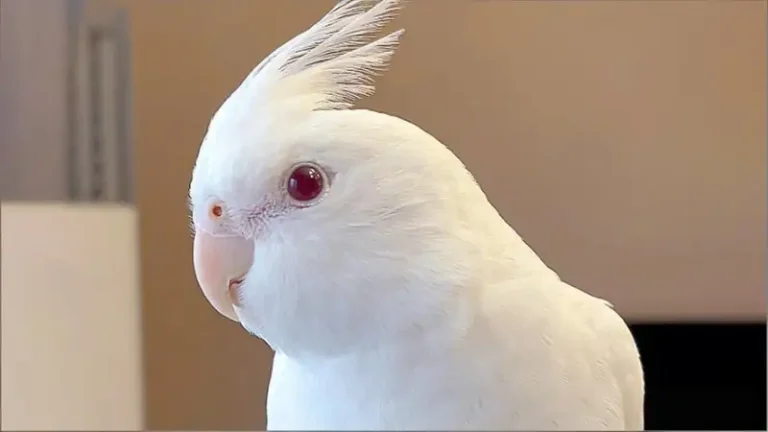 Best Food for Cockatiels