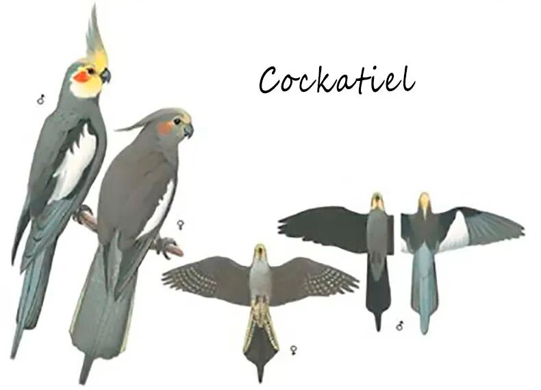 Distinguishing Male and Female Cockatiels