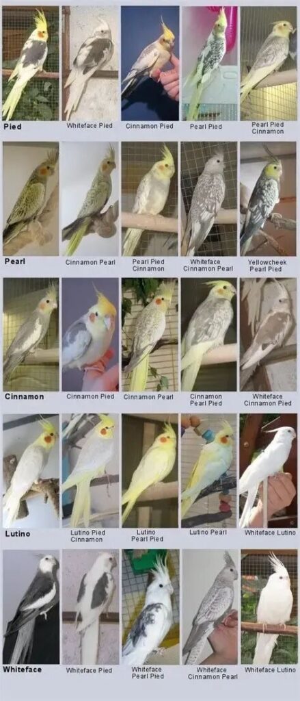 Cockatiel mutation colors