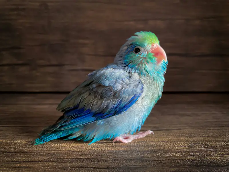 20 Essential Parrot Care Facts and Tips