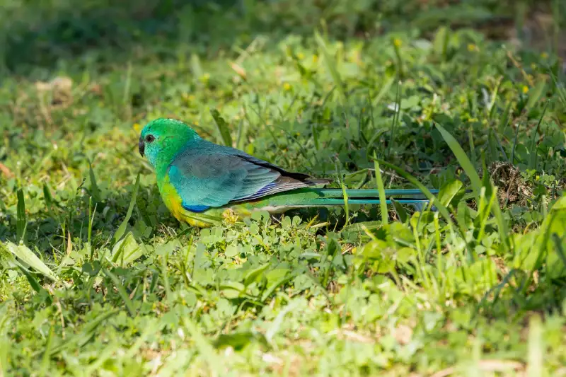 20 Essential Parrot Care Facts and Tips