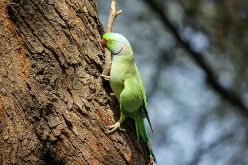 20 Essential Parrot Care Facts and Tips