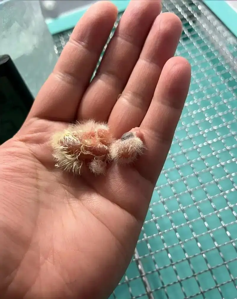 Quaker Parrot Breeding Guide: Tips for Success & Raising Chicks