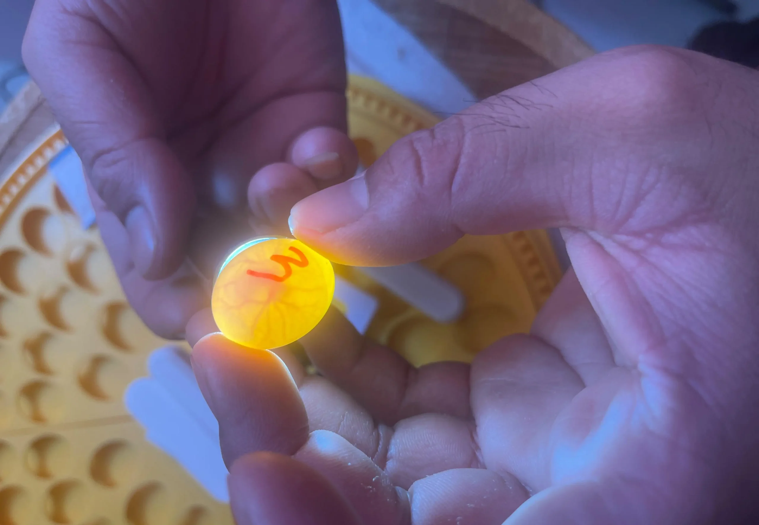 Quaker Parrot Breeding Guide: Tips for Success & Raising Chicks