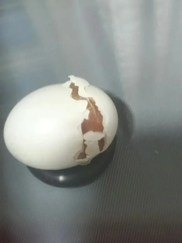 Quaker Parrot Breeding Guide: Tips for Success & Raising Chicks