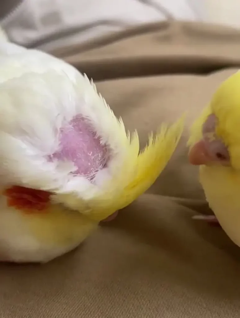 Why Do Cockatiels Go Bald?