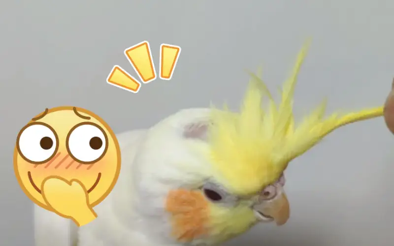 Why Do Cockatiels Go Bald?